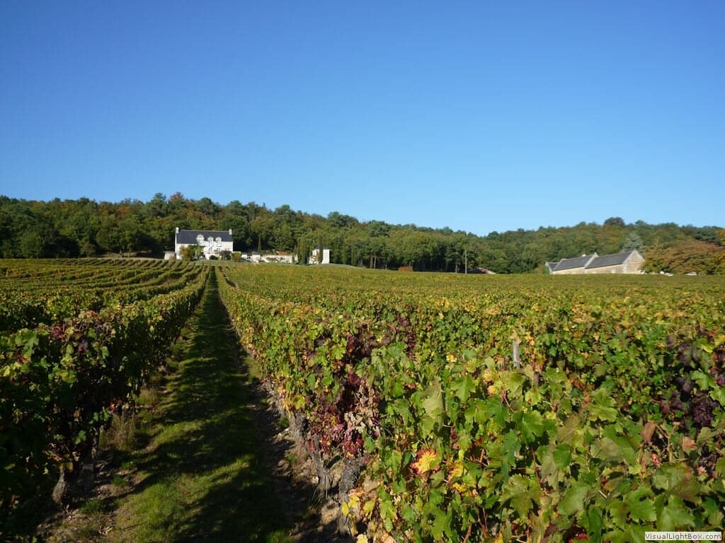 Vignoble Chinon AOC pour illustrer les vins rouges de Loire
