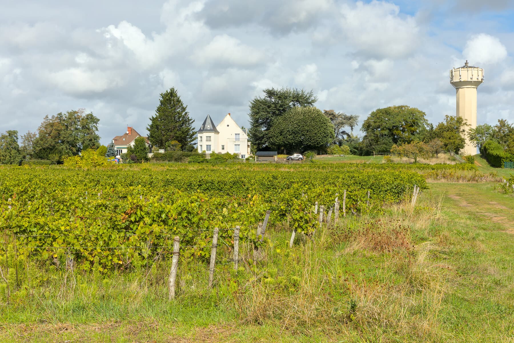 Vignes de Vouvray en coteau pour illustrer les vins blancs de Touraine